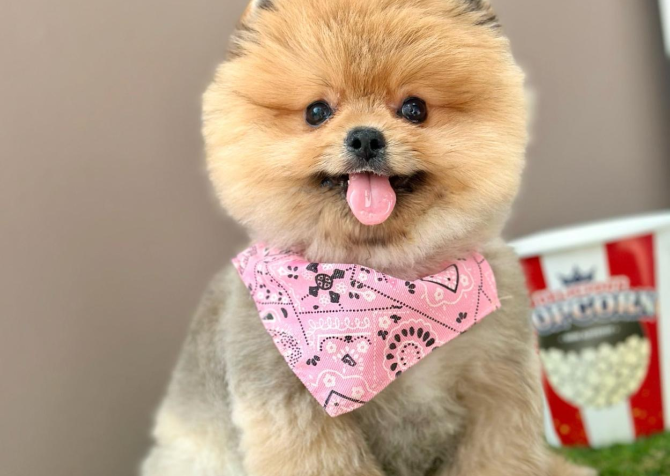 Boo Pomeranian ayicik tip yavrular